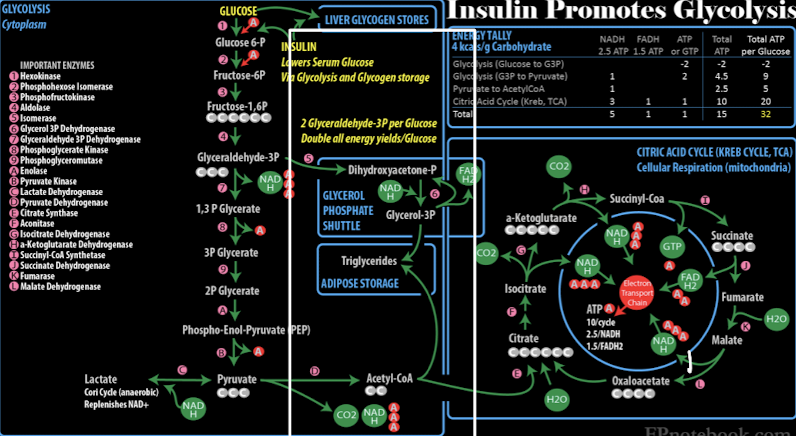 <ul><li><p>connects glycolysis to the citric acid cycle, enabling glucose conversion to ATP in aerobic </p></li><li><p>modulates insulin signaling and enzymes involved in glucose metabolism and lipid synthesis → <u>insulin promotes glycolysis</u></p></li></ul>