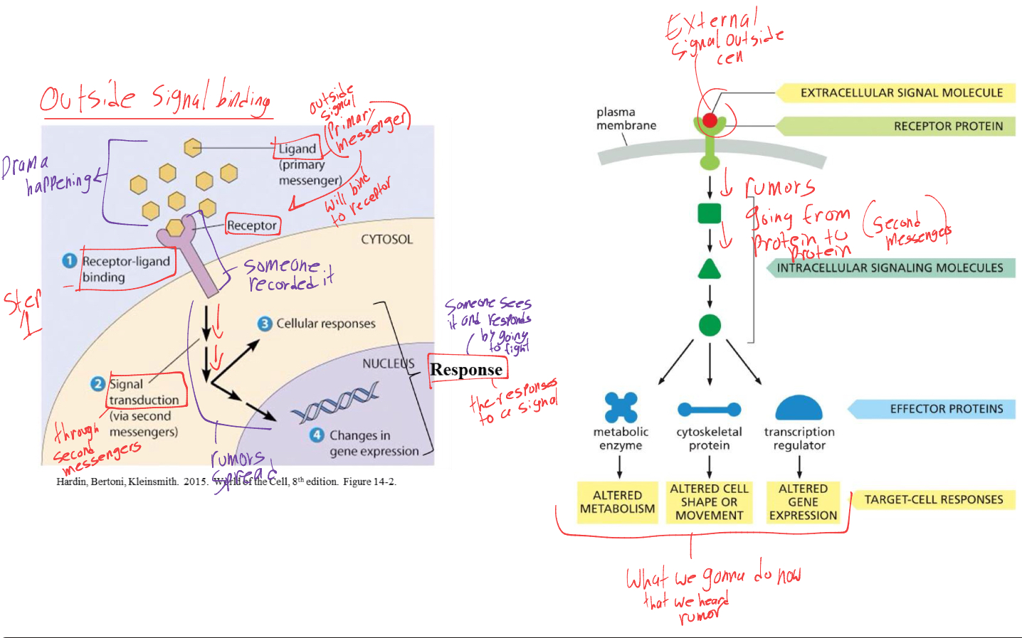 <ol><li><p>ligands. signal molecule(primary messenger) binds to receptor in membrane</p></li><li><p>second messengers report signal to eachother (intracellular signaling proteins)</p></li><li><p>a response takes place in the target cell</p></li></ol><p></p>