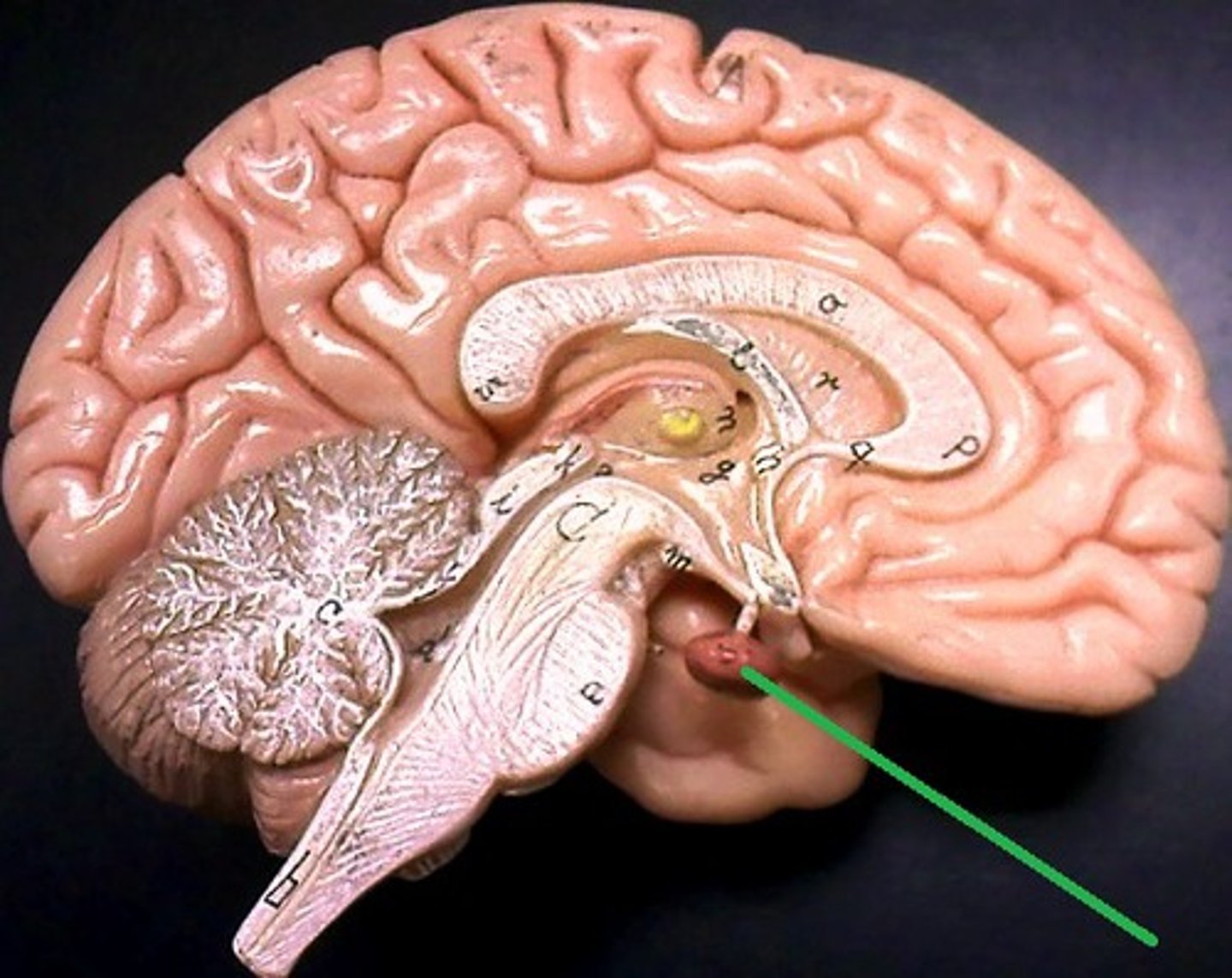 <p>gland located below the thalamus and hypothalamus; called the "master gland" of the endocrine system because it controls many other glands</p>