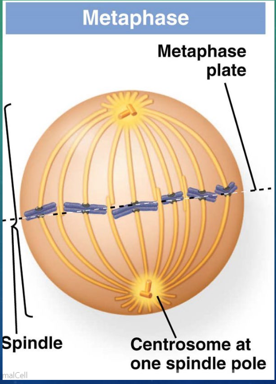 <ol start="4"><li><p>chromosomes line up along metaphase plate in the center of the cell</p></li><li><p>mitotic spindle is fully formed</p></li><li><p>microtubules connect to kinetochore, the constricted middle of the chromosome</p></li></ol><p></p>