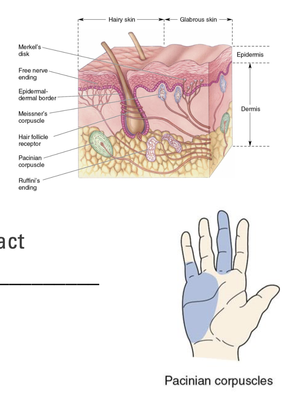 <p>Largest and deepest mechanoreceptor in skin</p><p>Get compressed and detect pressure and vibration</p><ul><li><p>Large receptive field</p></li><li><p>Rapid adapting</p><ul><li><p>React quickly to initial contact, but not sustained contact</p></li><li><p><strong>Best at detecting finer textures and high frequency vibrations</strong></p></li></ul></li></ul><p></p>