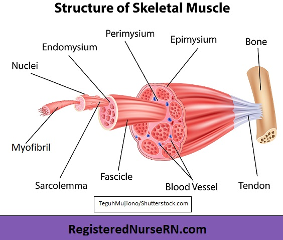 <p><span><span>The muscle has several dense connective coverings. </span></span><span style="font-family: "Times New Roman"; line-height: normal; font-size: 7pt;"><span> </span></span><span><span>Layers of dense connective tissue— fascia, surround and separate each muscle. </span></span></p>