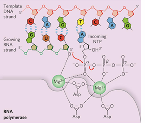 <p>similar to DNA polymerase</p><ul><li><p>RNA polymerase can start synthesizing RNA de novo (without a primer )</p></li><li><p>Substrate is <strong>ribonucleoside 5’triphosphates (NTP) </strong></p></li><li><p>Forms phosphodiester bond between 2 NTPs to begin RNA synthesis </p></li><li><p>The <strong>5’ end</strong> will contain 3 phosphate groups </p></li><li><p>requires template DNA</p></li><li><p>no proofreading exonuclease activity</p></li></ul><p></p>