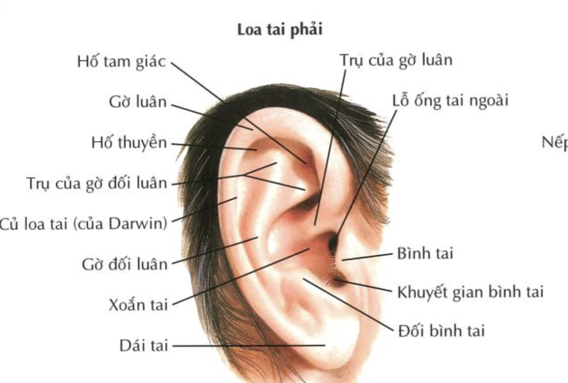 <ol><li><p>Gờ bình tai</p></li><li><p>Khuyết gian bình tai</p></li><li><p>Gờ đối bình tai </p></li></ol><p></p>