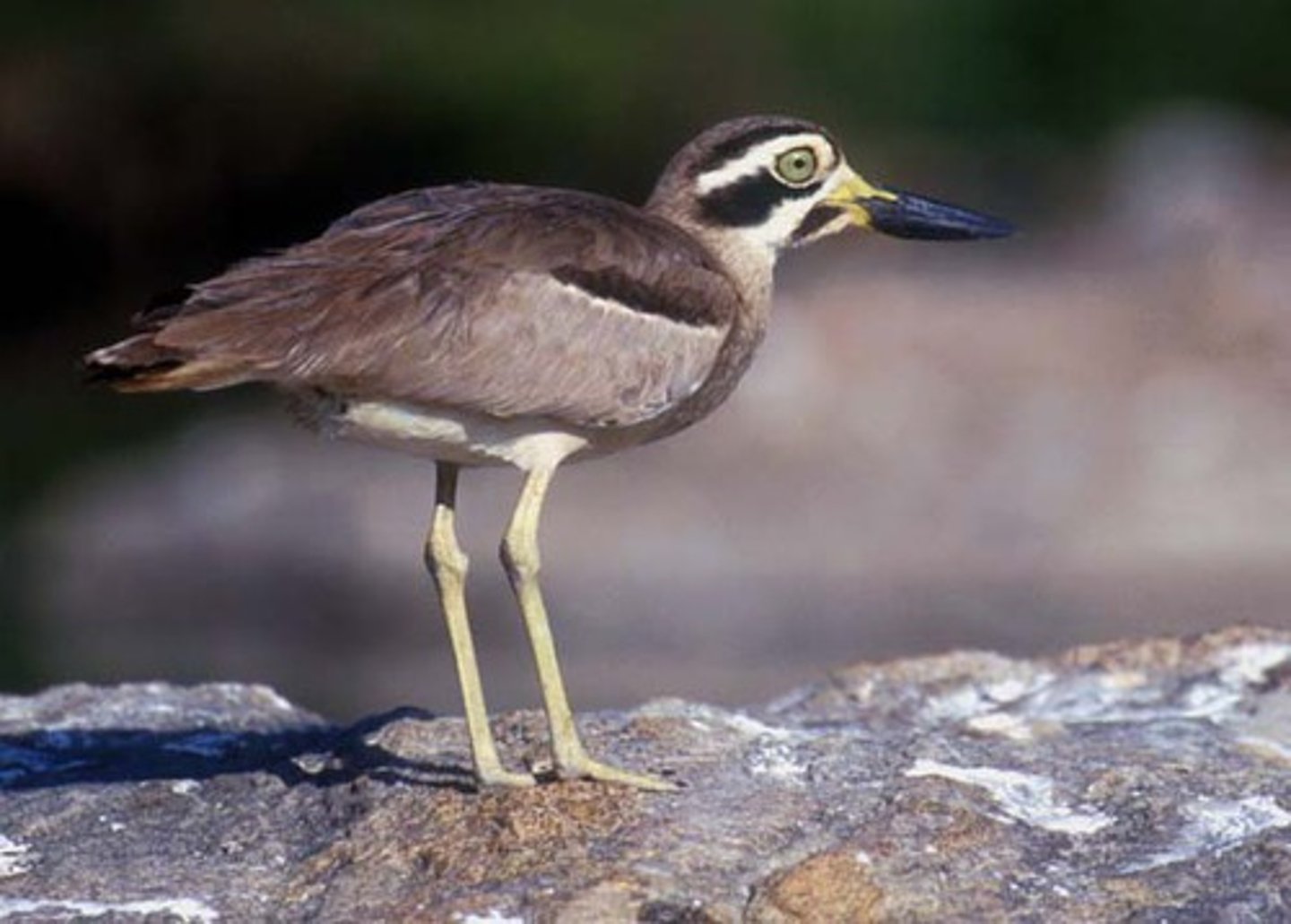 <p>Charadriiformes Burhinidae</p>