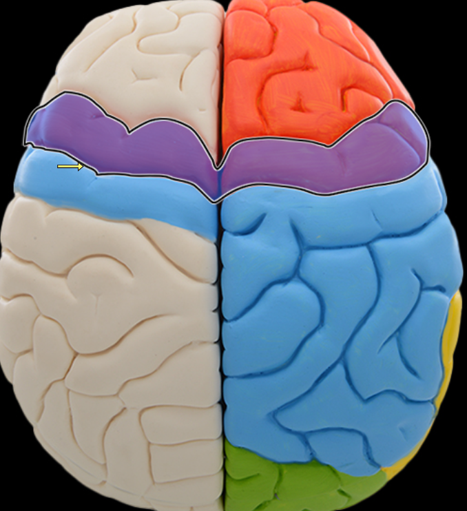 <p>Precentral gyrus</p>