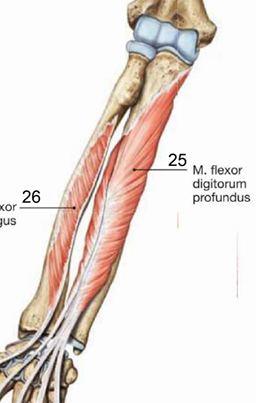 <p>ngjtija proksimale: ne facies anterior et medialis ulnae, margo anterior ulnae dhe faqja e perparme e membrana interossea</p><p>ngjitja distale: me ane te kater tetivave ne faqet e anesore te falangjeve distale gishtat 2-5</p>