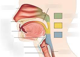 <p>subdivision of pharynx</p><p>-not part of the digestive system, passes food posteriorly from mouth into oropharynx</p><p>-green area</p>