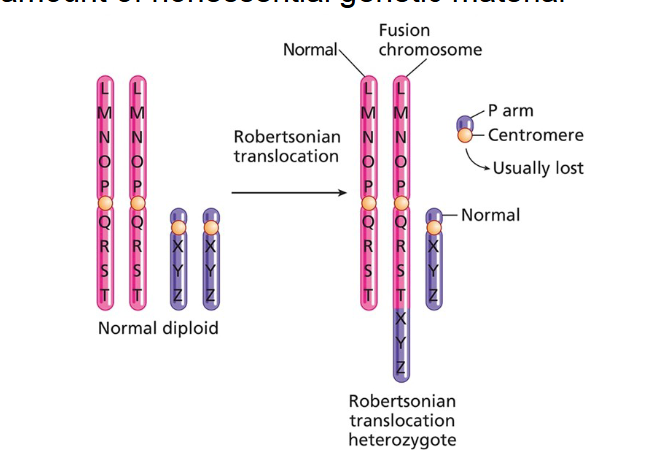 <ul><li><p><strong>Reciprocal balanced translocation:</strong> This involves an exchange of chromosome segments between two non-homologous chromosomes where <em>no genetic material is lost or gained</em>. The individual has all the correct genetic material, just rearranged.</p></li><li><p><strong>Reciprocal unbalanced translocation:</strong> This occurs when genetic material is <em>lost or gained</em> during the exchange of chromosome segments between non-homologous chromosomes.</p></li><li><p><strong>Robertsonian translocation (chromosome fusion):</strong> This is a specific type of translocation that involves the fusion of two non-homologous chromosomes. Often, a small amount of nonessential genetic material (from the short arms) is deleted during this fusion.</p><ul><li><p><strong>Example:</strong> Robertsonian translocations are known to cause genetic disorders like <strong>Patau syndrome</strong> (Trisomy 13).</p></li></ul></li></ul><p></p>