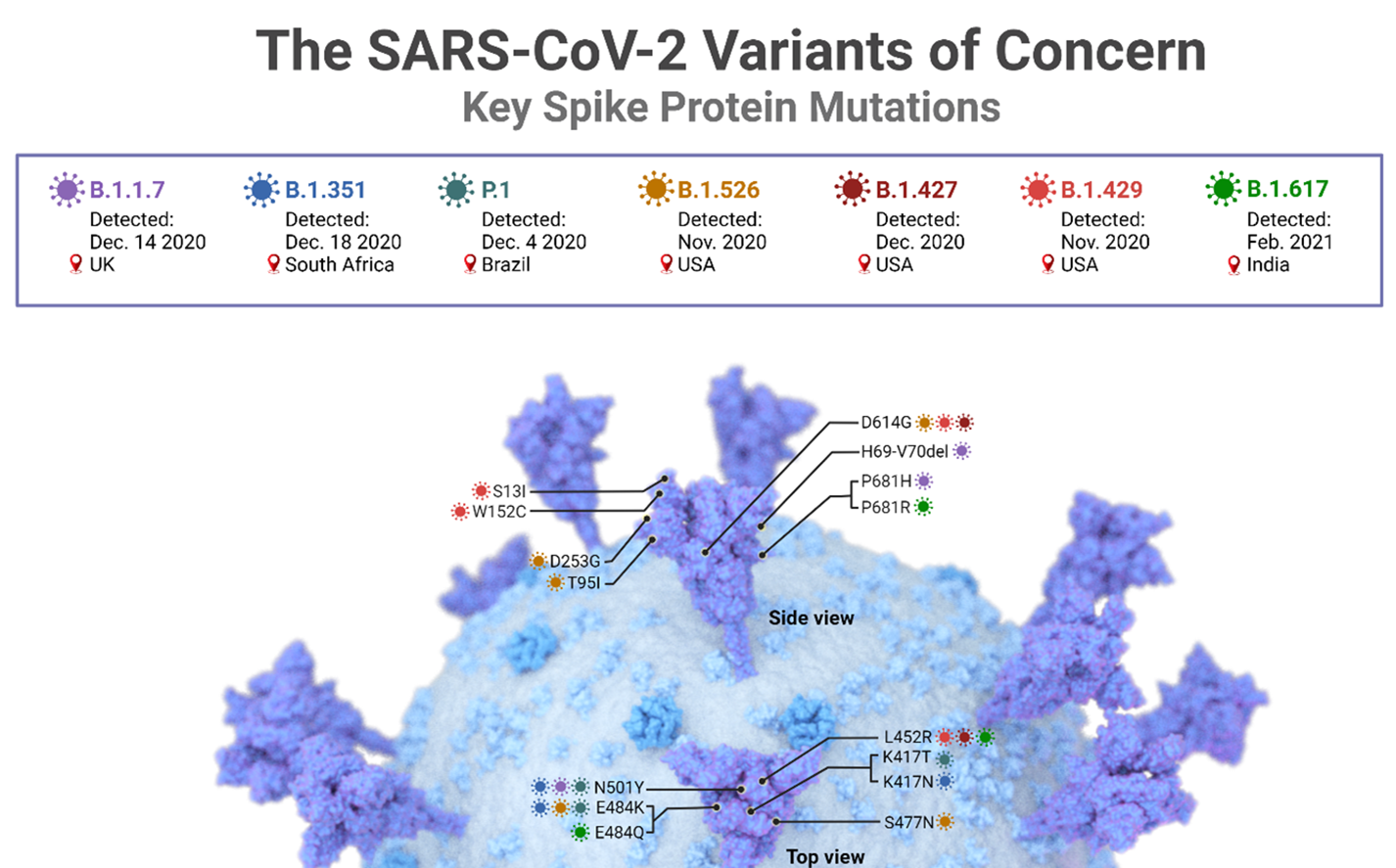 <p>The figure below shows numerous spike protein variants of SARS-CoV-2. These variants are of great concern because they have increased abilities to enter cells via _______________. a. receptor-mediated endocytosis b. phagocytosis c. pinocytosis</p>