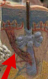 <p>A small muscle connected to hair follicles that causes hair to stand upright when contracted, often in response to cold or fear. </p>