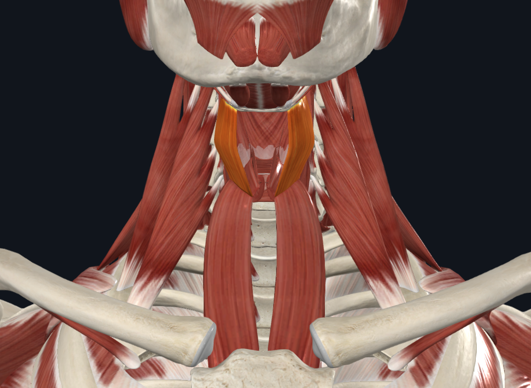 <p><strong>Nombre alterno: X</strong></p><p><strong><mark data-color="yellow" style="background-color: yellow; color: inherit">Orígen: </mark></strong><mark data-color="yellow" style="background-color: yellow; color: inherit">Tubérculos del cartílago tiroides</mark></p><p><strong><mark data-color="blue" style="background-color: blue; color: inherit">Inserción: </mark></strong><mark data-color="blue" style="background-color: blue; color: inherit">Borde inferior del asta mayor y cuerpo del Hioides.</mark></p><p><strong><mark data-color="red" style="background-color: red; color: inherit">Acción: </mark></strong><mark data-color="red" style="background-color: red; color: inherit">Elevador de la laringe o depresor del hioides (depende de punto fijo)</mark></p><p><strong><mark data-color="purple" style="background-color: purple; color: inherit">Inervación: </mark></strong><mark data-color="purple" style="background-color: purple; color: inherit">Nervio del tirohioideo (del Nervio hipogloso mayor)</mark><strong><br><mark data-color="green" style="background-color: green; color: inherit">Relaciones: “</mark></strong><mark data-color="green" style="background-color: green; color: inherit">Continuación” del Esternotiroideo</mark></p><p><strong>Notas:</strong></p><p>Infrahioideo</p><p>“Continuación” del esternotiroideo</p>