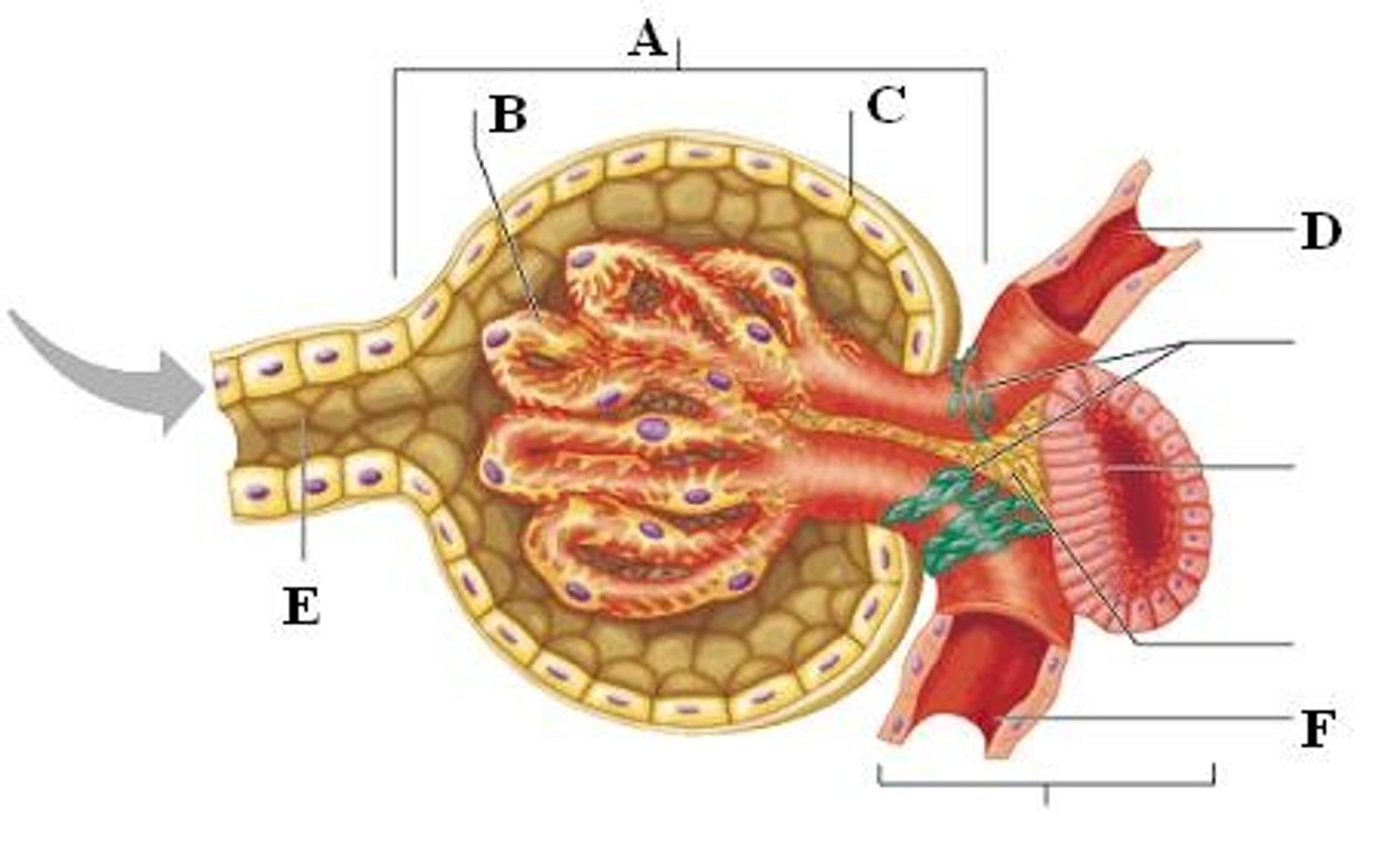 <p>- It has high blood pressure, created by the afferent arteriole being wider than the efferent arteriole, which forces more fluid out of the blood.</p><p>- The blood is filtered through only two thin layers, one from the capillary wall and one from the capsule wall, allowing easy passage of small molecules.</p><p>- The walls are differentially permeable, which means small molecules like water and ions can pass through, but large molecules like red blood cells and proteins cannot.</p><p>- The large surface area of the glomerulus allows for more filtration at once.</p><p>- Over a million nephrons are present per kidney, this results in a large volume of filtrate being produced.</p>