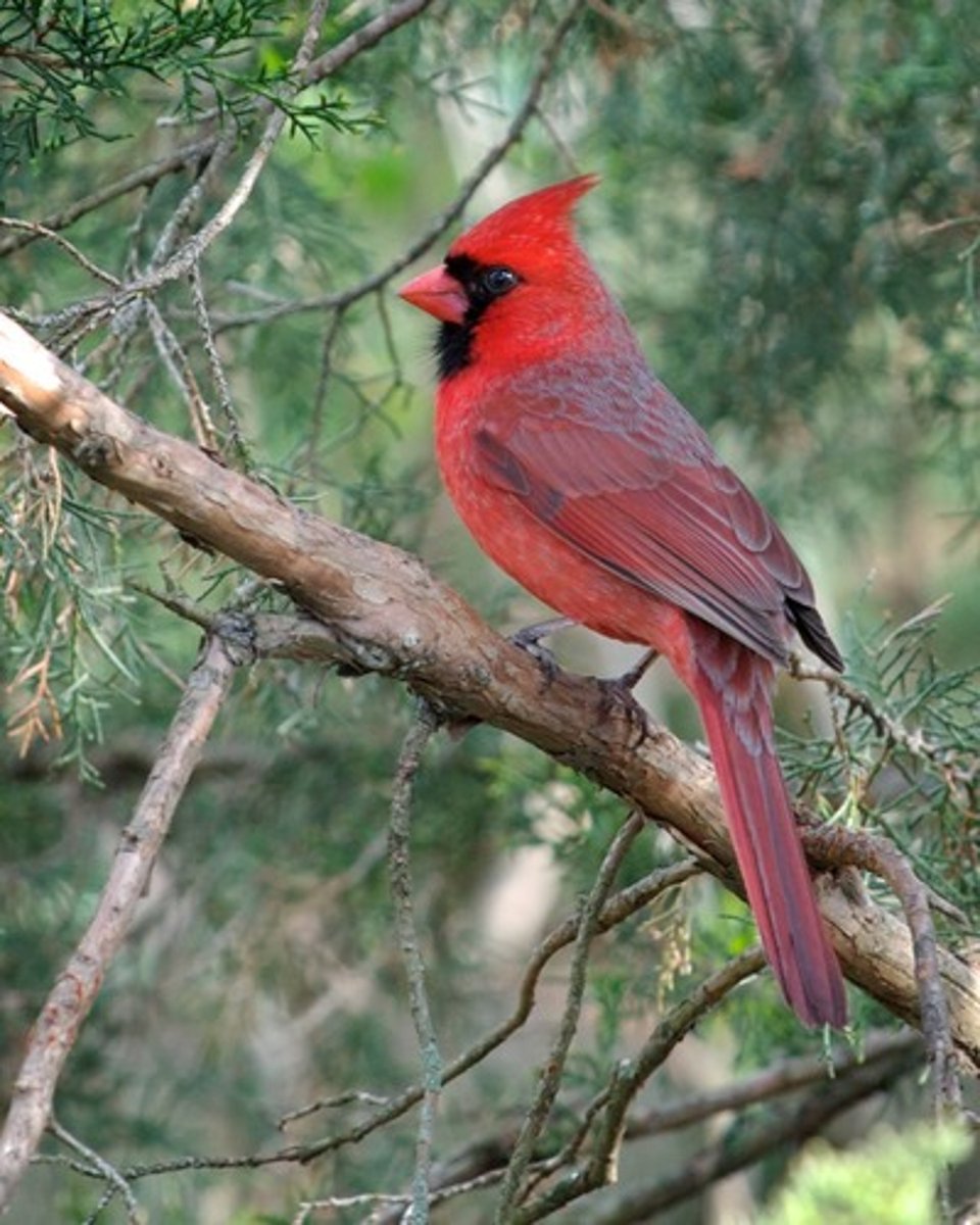 <p>Passeriformes</p><p>large red bill, black face</p>