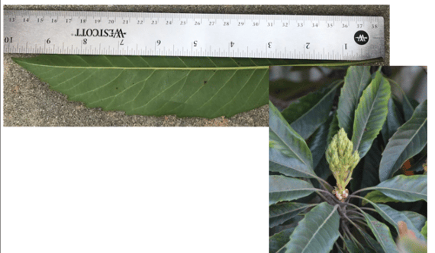 <p>1’. Angiosperms</p><p>----------------</p><p>10’. Leaves simple</p><p>----------------</p><p>23’. Leaves alternate </p><p>----------------</p><p>29’. Leaves not lobed</p><p>----------------</p><p>36’. Leaf base symmetrical</p><p>----------------</p><p>41’. Leaves not large, generally less than 9 inches long</p><p>----------------</p><p>43’. Leaf margins serrate or bearing thin bristles</p><p>----------------</p><p>49’. Leaf ranking spiral</p><p>----------------</p><p>51’. Leaves lacking marginal bristles</p><p>----------------</p><p>53. Stipules present on youngest shoots</p><p>----------------</p><p>54. Stipules long and linear, leaf broadly ovate; each bud scale with a single black bristle, which readily falls off; fruit fleshy and spherical</p>