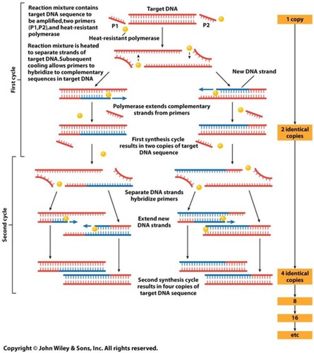 <p>To amplify specific DNA fragments derived from cDNA.</p>