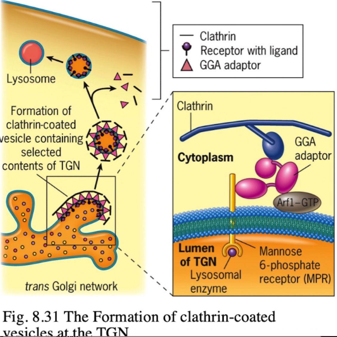 <p><span>On the membrane of the trans-Golgi network.</span></p>