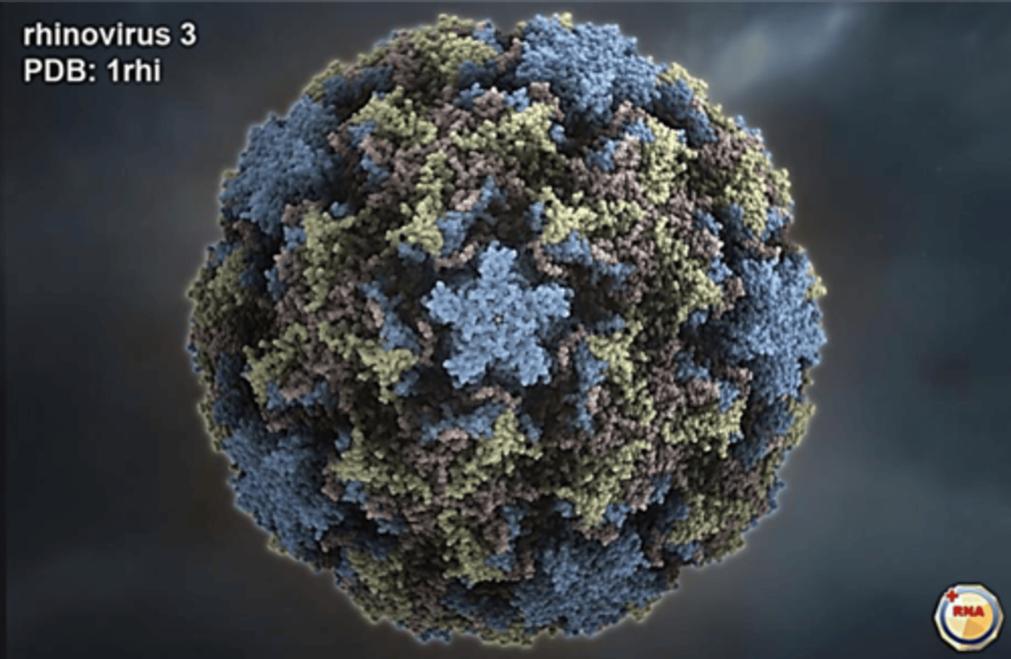 <p>naked icosahedral (no envelope)</p><p>+ssRNA</p><p>(over 100 serotypes)</p>