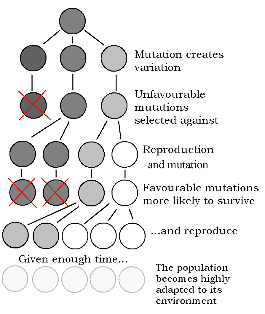 week 4 - evolution and genetics Flashcards | Knowt