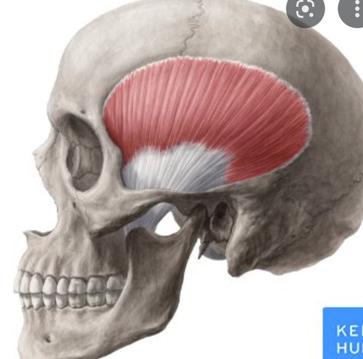 <p>origin : temporal fossa insertion : coronoid process of mandible</p>