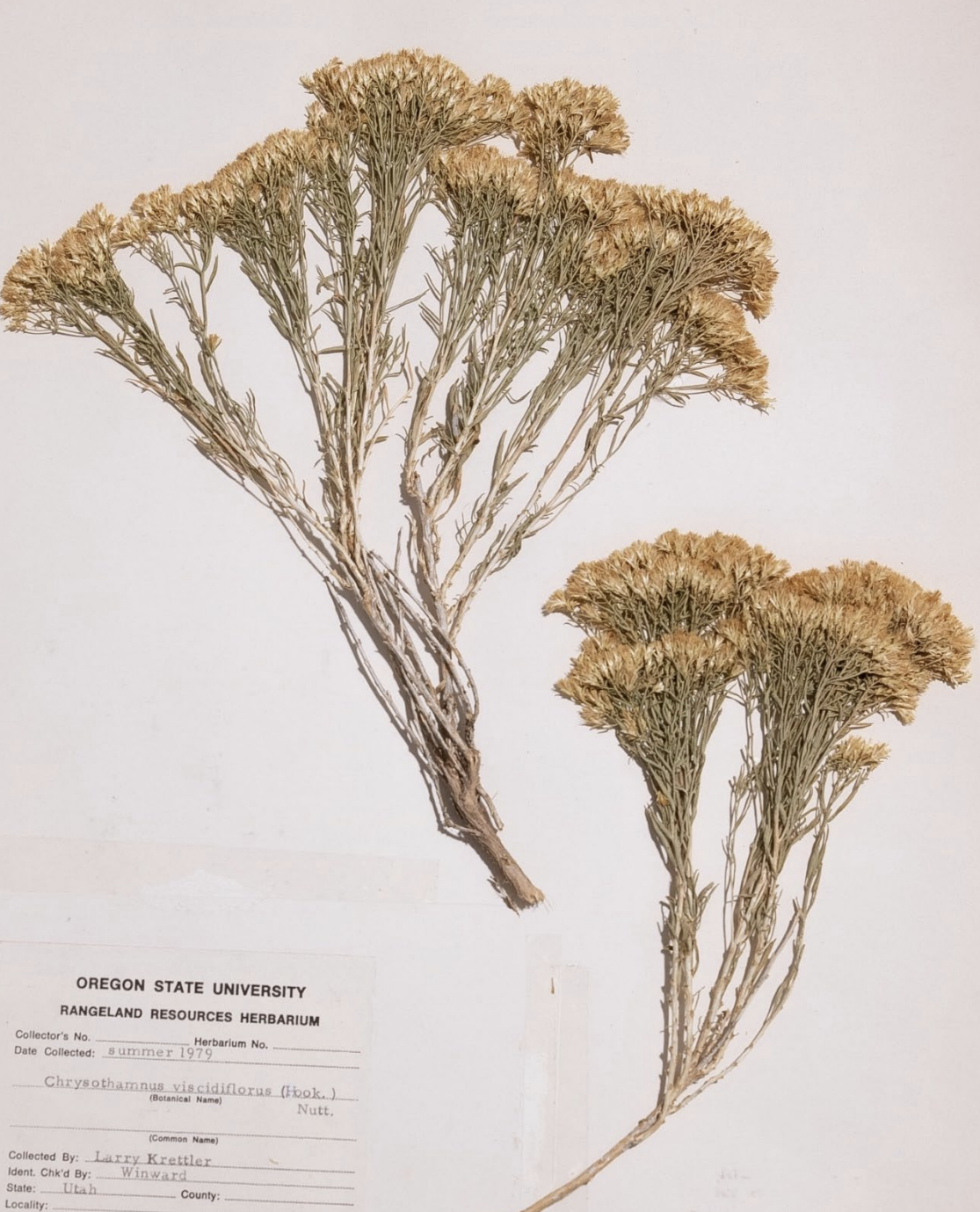 <p>What is this plant’s scientific name?</p>