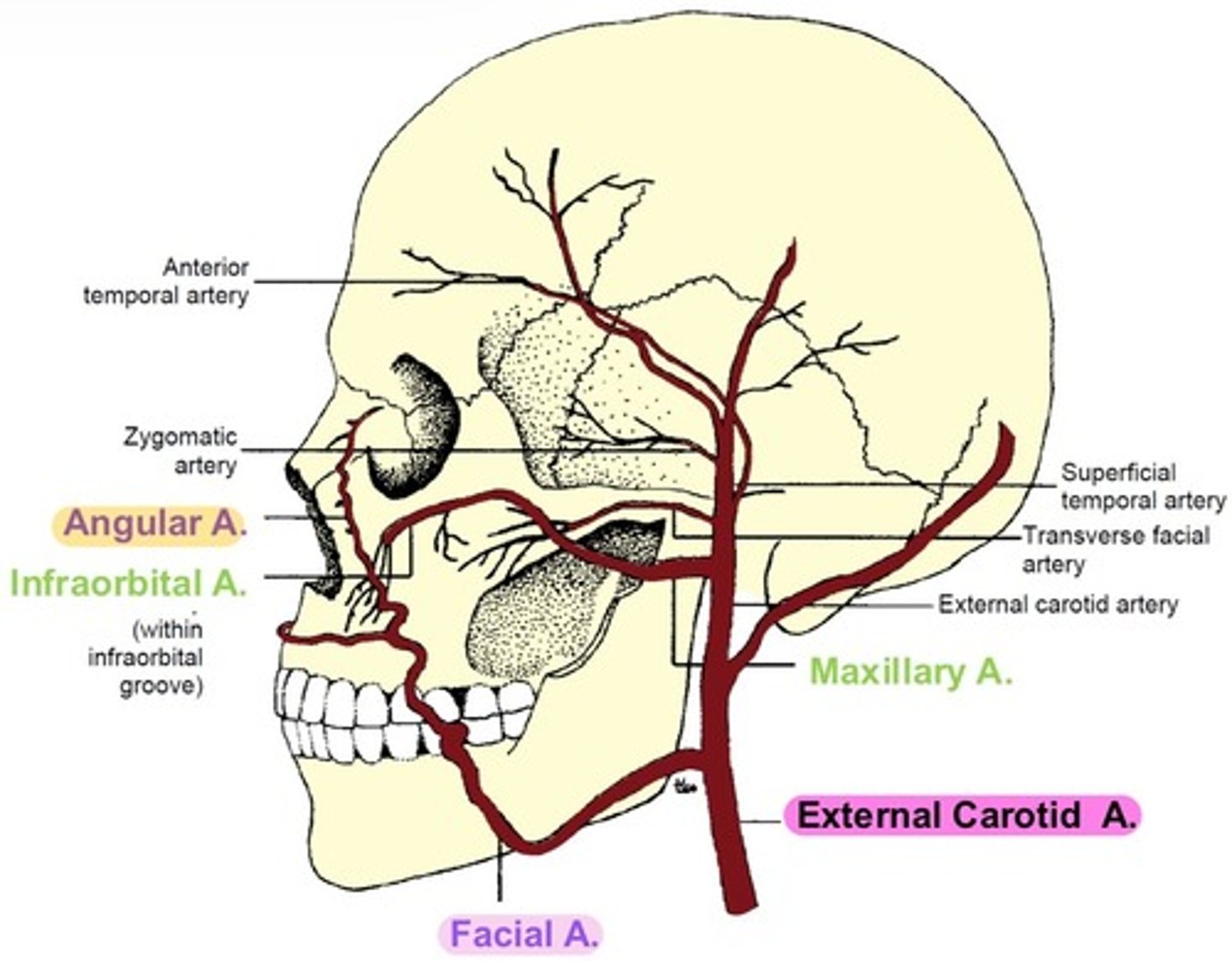 <p>branches into <strong>Angular artery.</strong></p><p></p><p>supplies the <strong>nose</strong>.</p>