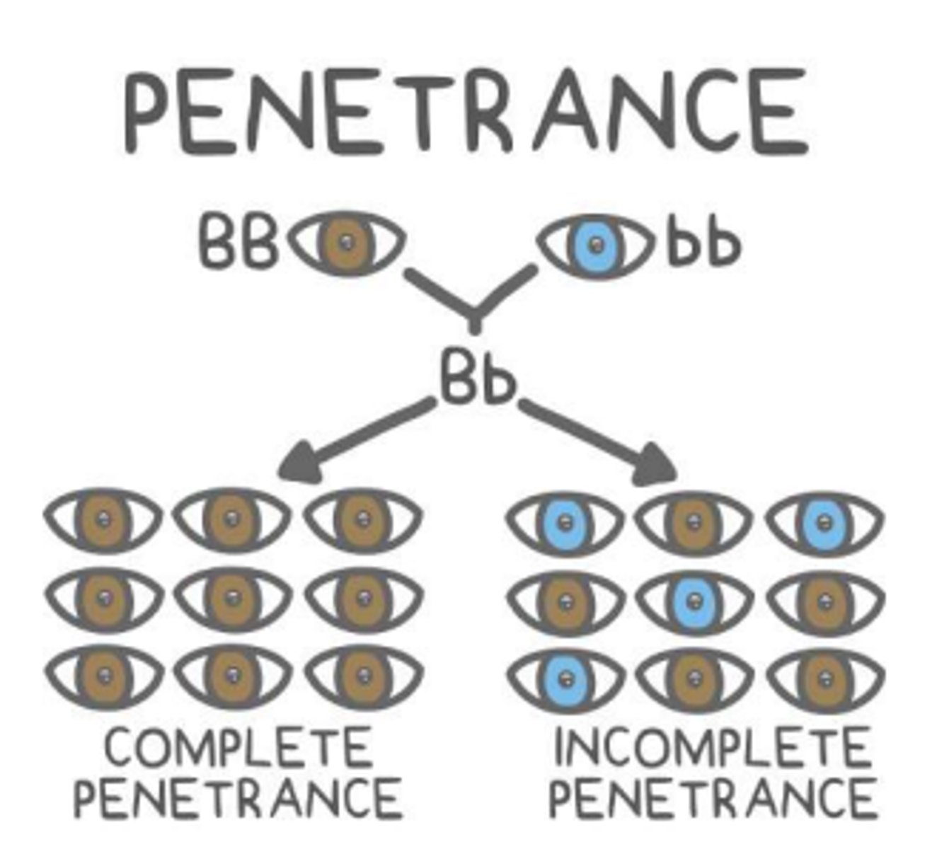 <p>The proportion of individuals with a specific genotype that express the corresponding phenotype.</p>