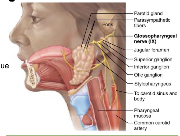 <p>what is component of <span>Cranial Nerve IX – Glossopharyngeal Nerve?</span></p>