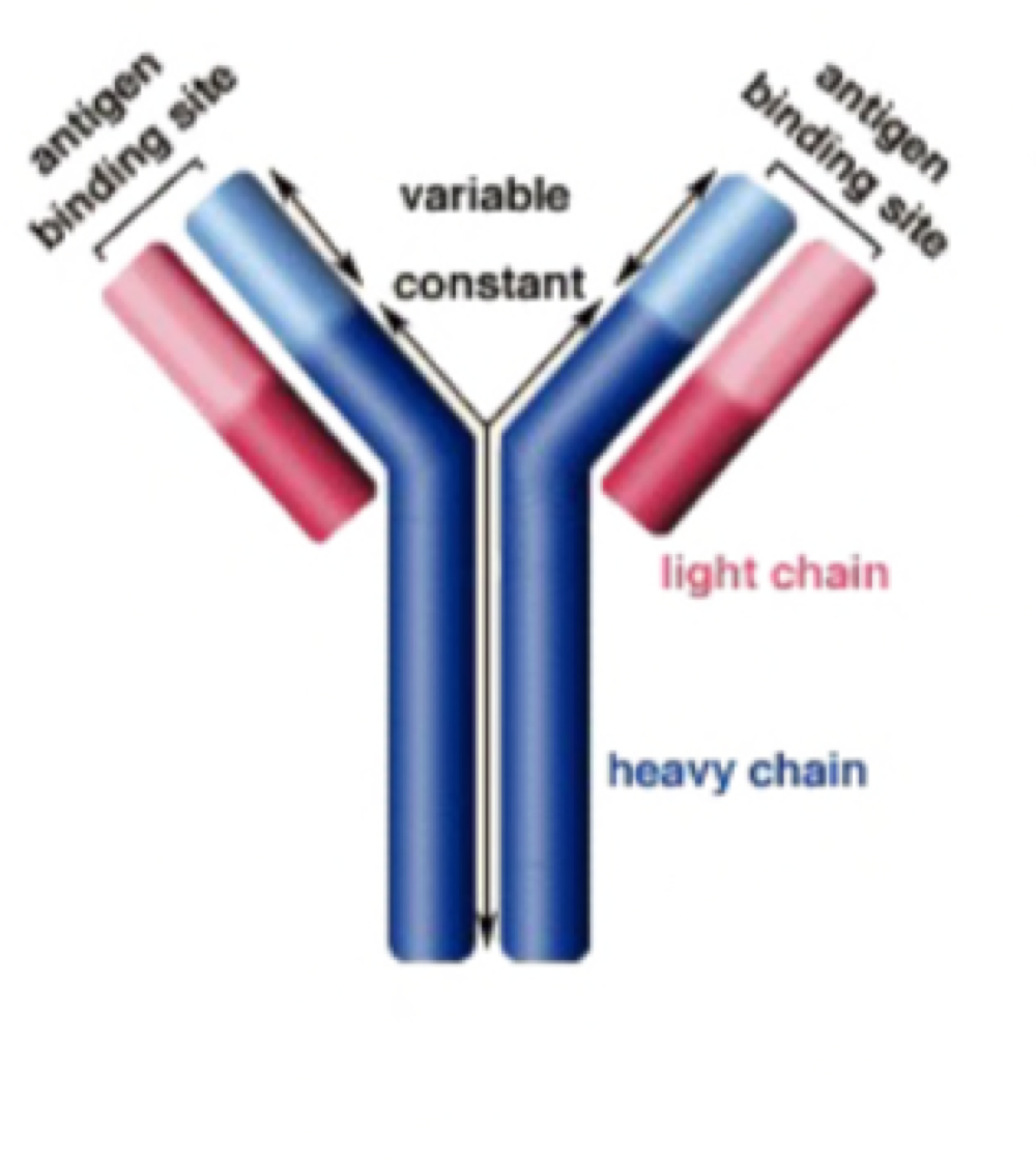 Protein in the blood that destroys foreign antigens, gives long-lasting immunity. 