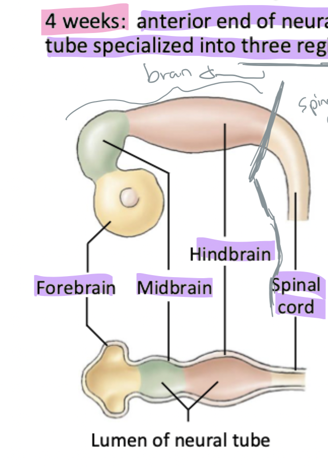 <ul><li><p>anterior end of neural tube specialized into three regions (the forebrain, midbrain, and hindbrain)</p></li></ul><p></p>