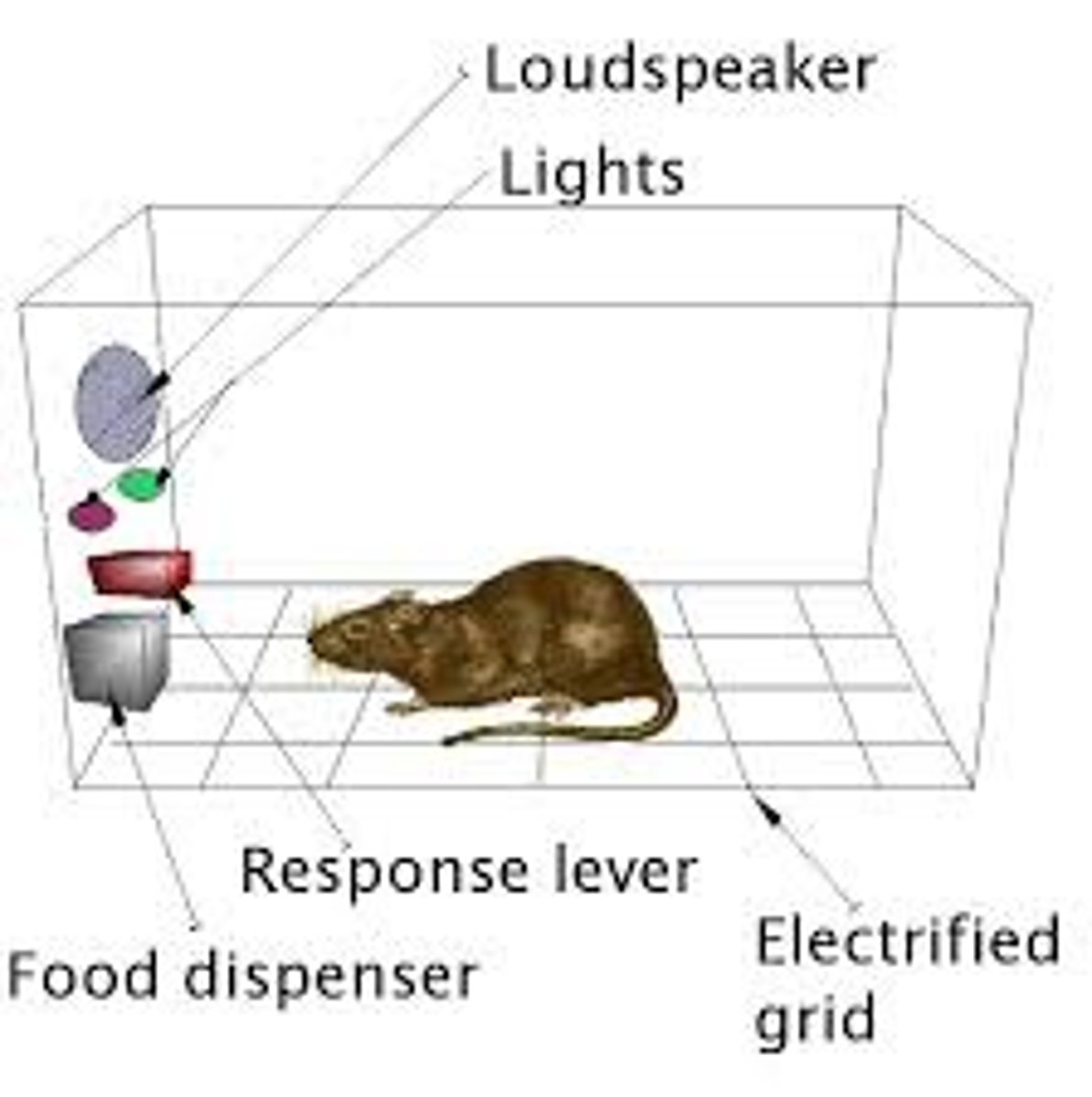 <p>a type of learning in which behavior is strengthened if followed by a reinforcer or diminished if followed by a punisher.</p>