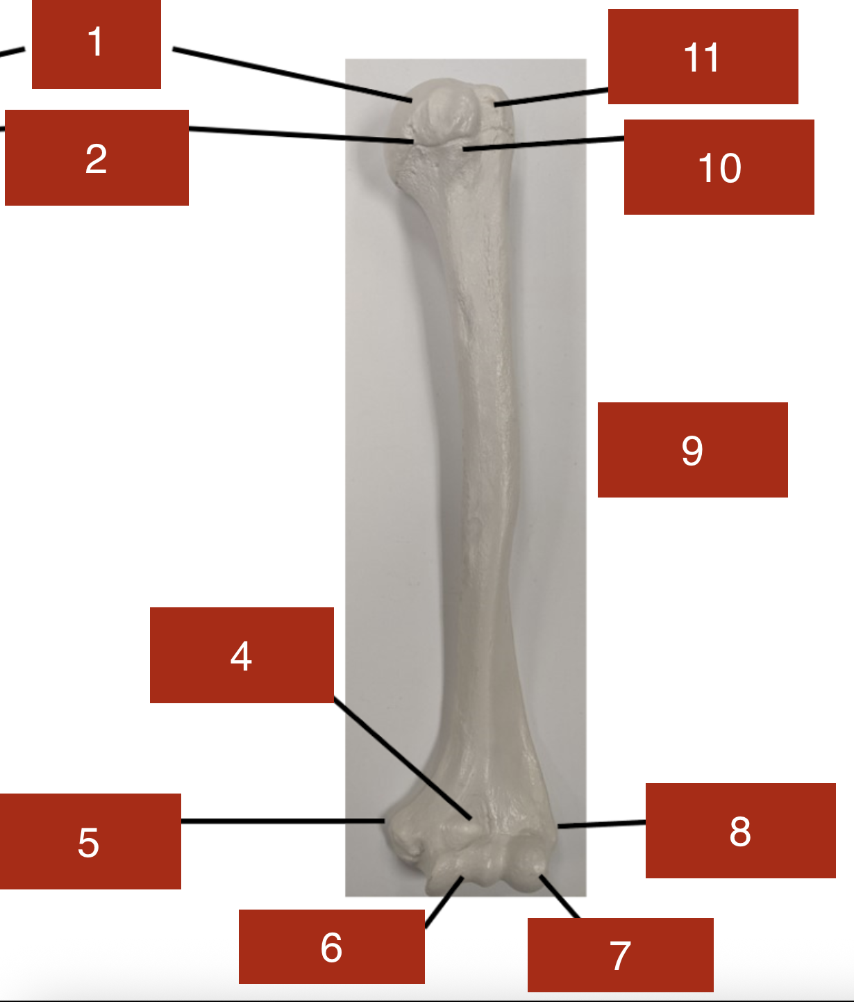 <p>6</p>