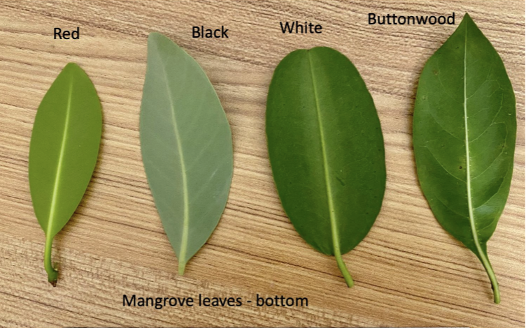 <p>What are the major mangrove species in Florida?</p>