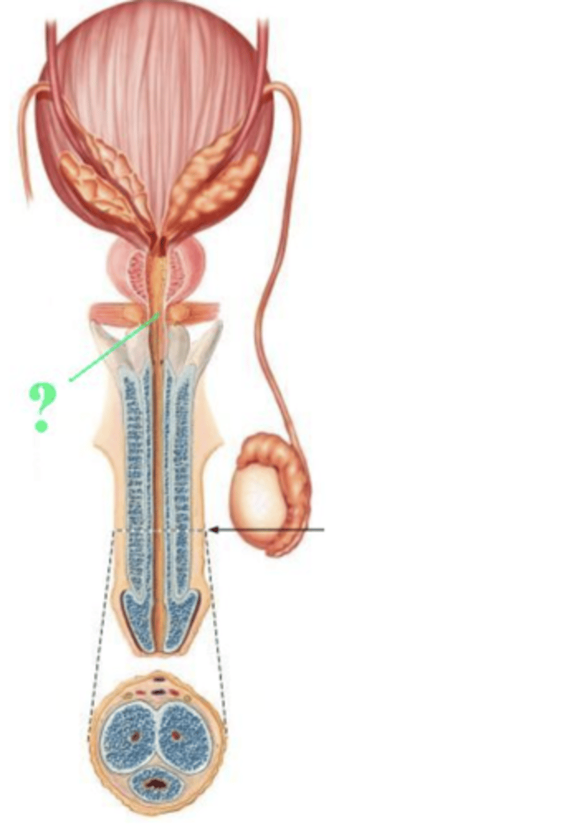<p>membranous urethra</p><p>OR</p><p>intermediate portion or the urethra</p>