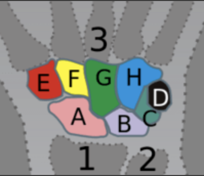 <p>Match the labeled carpal bones with the correct name. The bone labeled #1 is the Radius on the Thumb side and the bone labeled #2 is the Ulna on the Pinkie side</p>