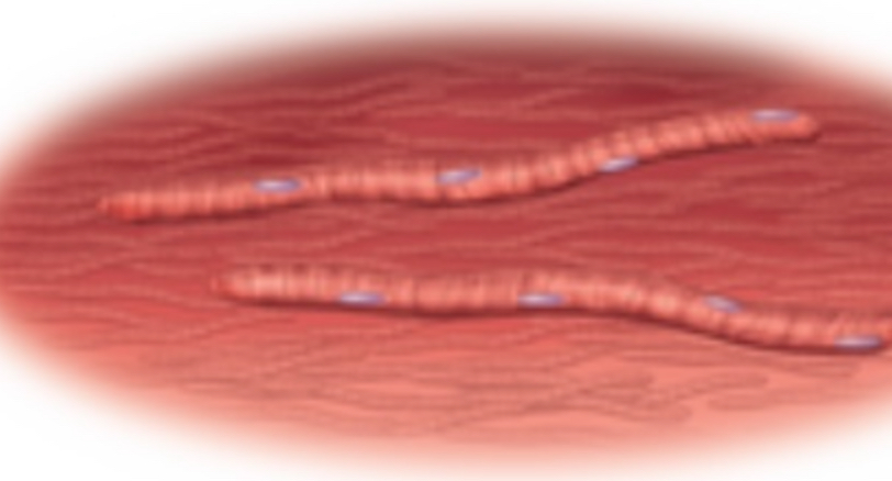 <ul><li><p><strong>Long, slender</strong></p></li><li><p>threadlike cells</p></li><li><p>In <strong>skeletal</strong> <strong>muscle</strong> cells an the axons of <strong>nerve</strong> cells</p></li></ul>