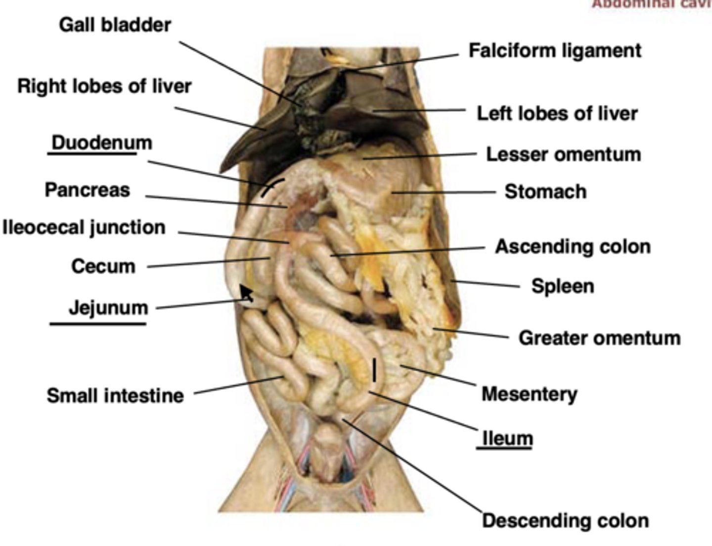 <p>duodenum (superior)</p><p>jejunum (middle)</p><p>ileum (inferior)</p>