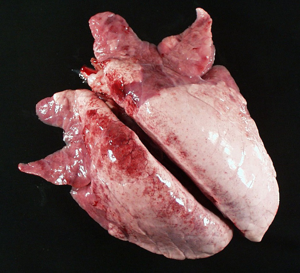 <p>What is likely the pathogen causing these gross necropsy lesions?</p>