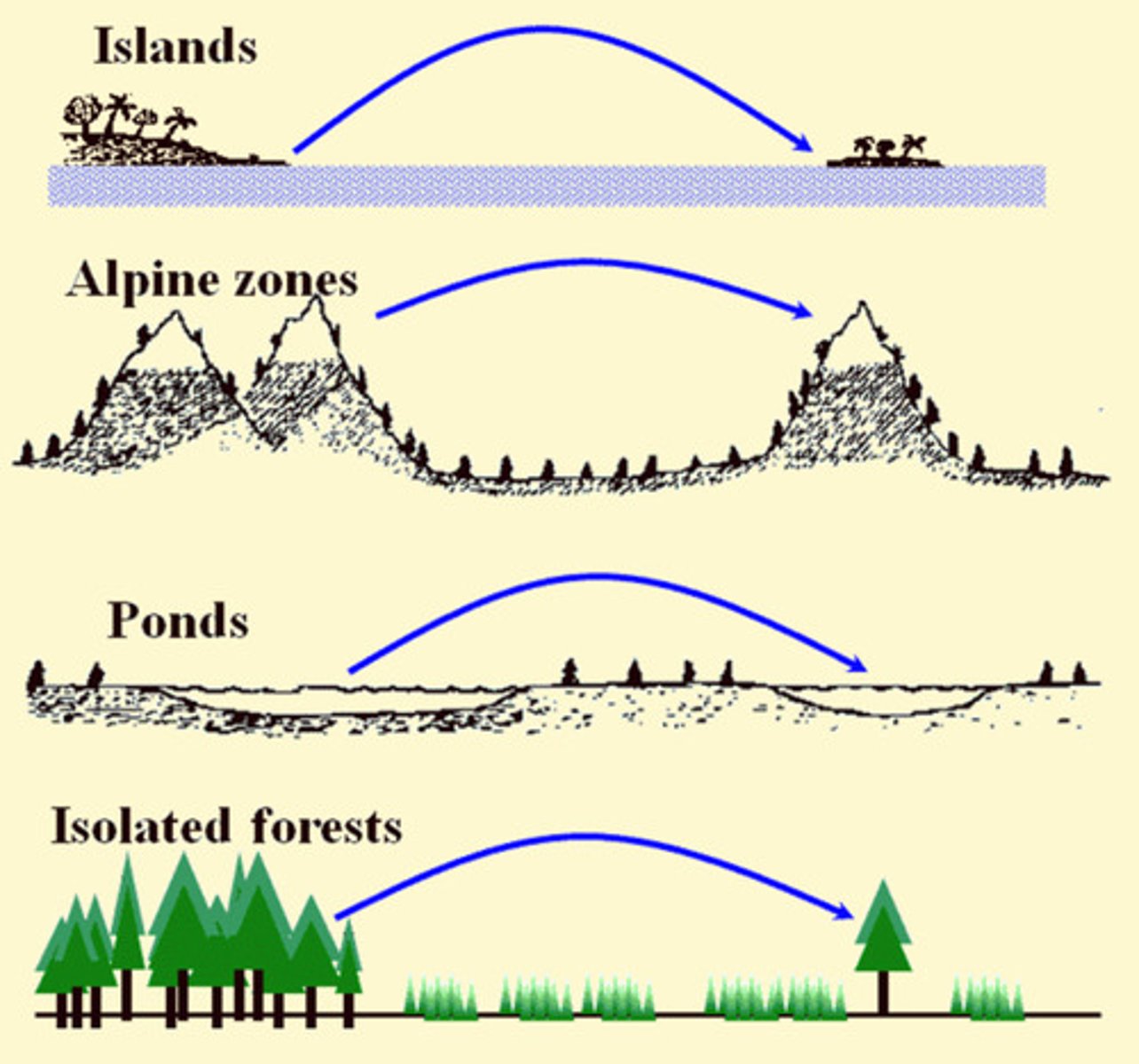 <p>the number of species established on an island represents a dynamic equilibrium between the immigration of new colonizing species and the extinction of previously established ones</p>
