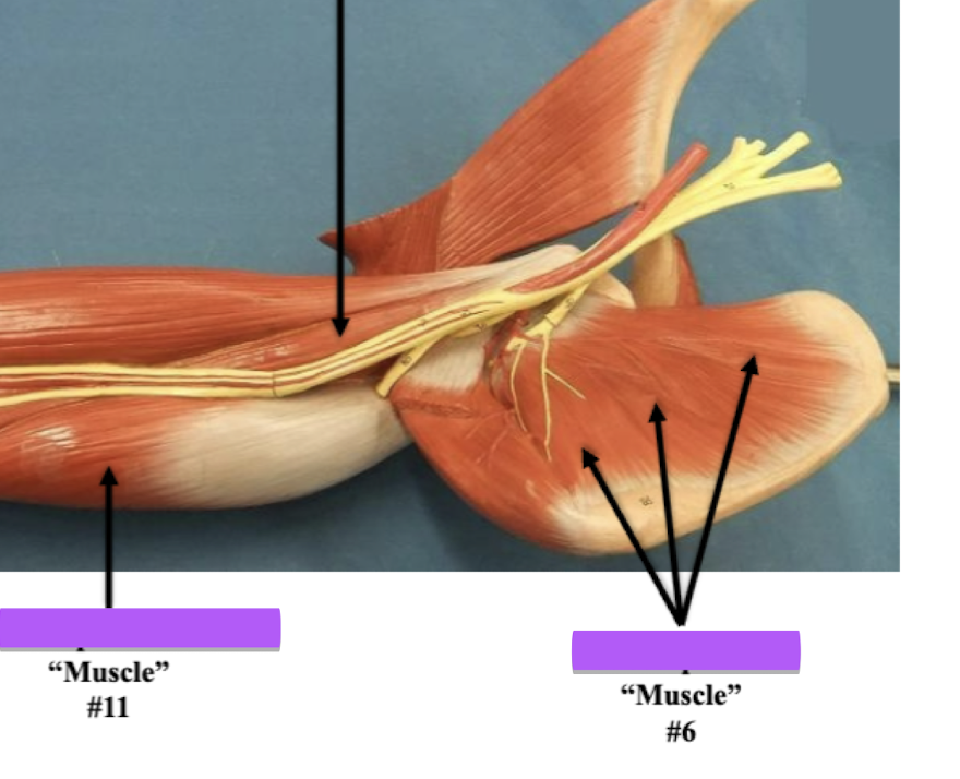 <p>Label muscle #6 </p>