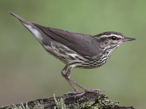 <p><span>Northern waterthrush</span></p>
