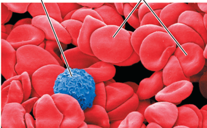 <ul><li><p>Red blood cells carry oxygen</p></li><li><p>White blood cells protect against foreign</p></li></ul>