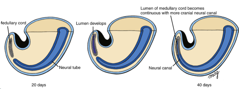 <p>Medullary cord - new cord of cells in caudal end of embryo</p><ul><li><p>Gets canalised</p></li><li><p>Two canals fuse and the cavity continues</p></li></ul>