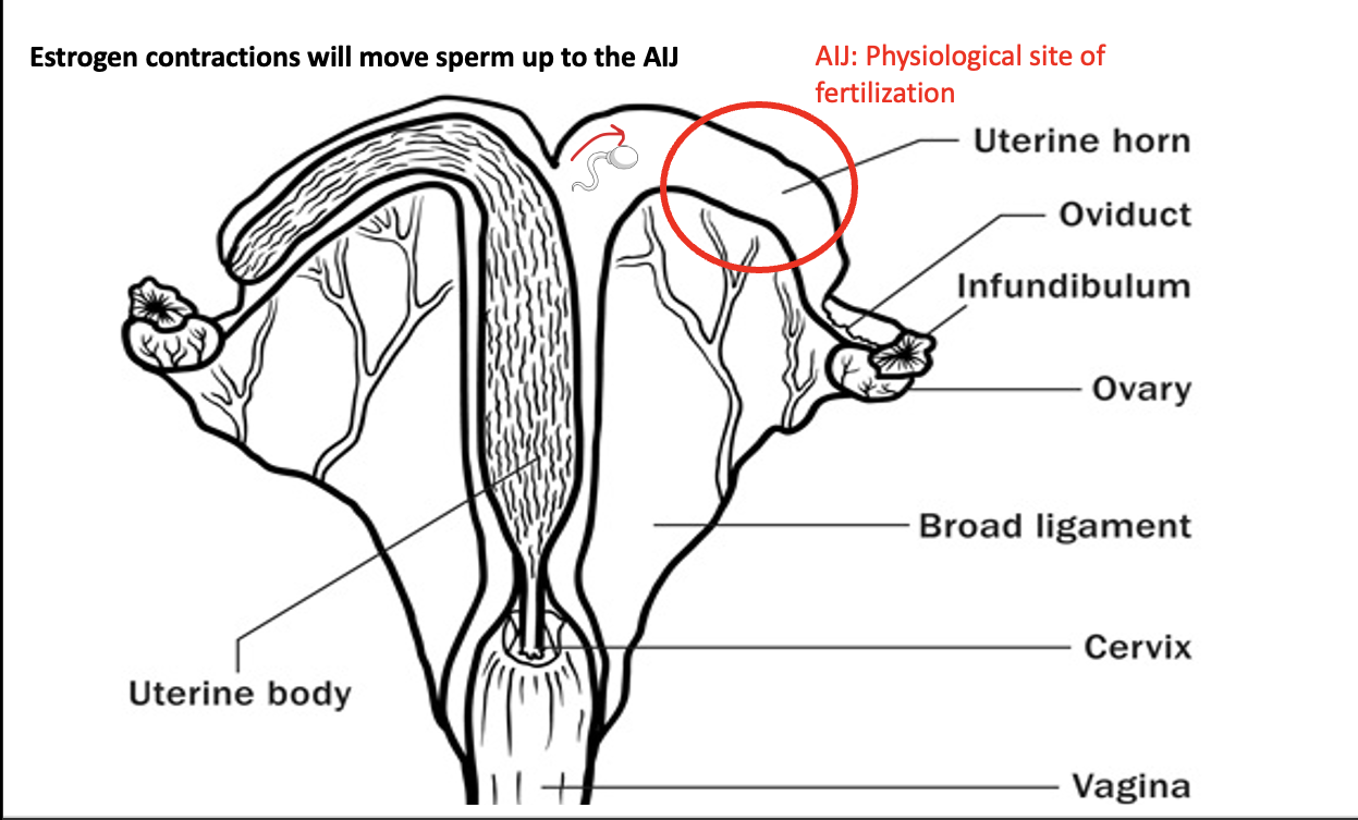 <p>false: moves the sperm up to AIJ</p>