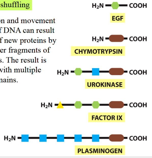 <p>duplication and movement of DNA segments can result in the origin of new proteins</p><p>new proteins result by piecing together fragments of different genes</p><p>result: new proteins with multiple functional domains</p>
