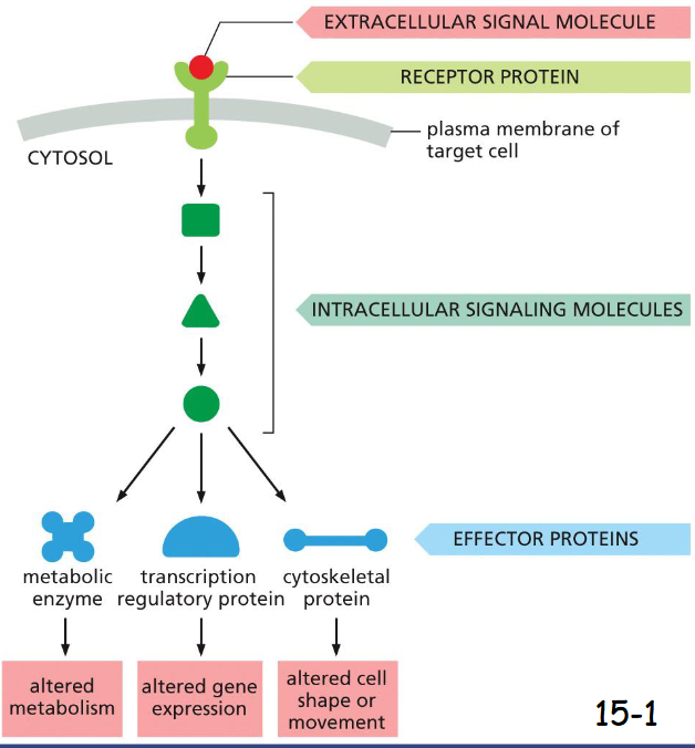 <p>A signaling pathway is activated by an extracellular signal molecule.</p><p>The extracellular signal is perceived by receptor in the plasma membrane of the target cell.</p><p>The receptor activates one or more intracellular signaling steps.</p><p>The signaling proteins alter the activity of effector proteins and cause various responses</p>