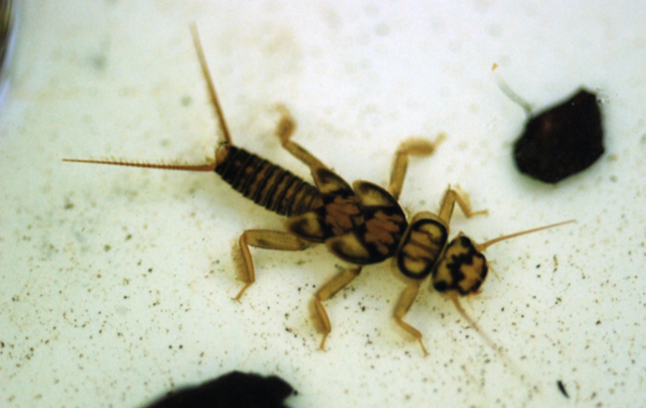 <p>plecoptera</p>