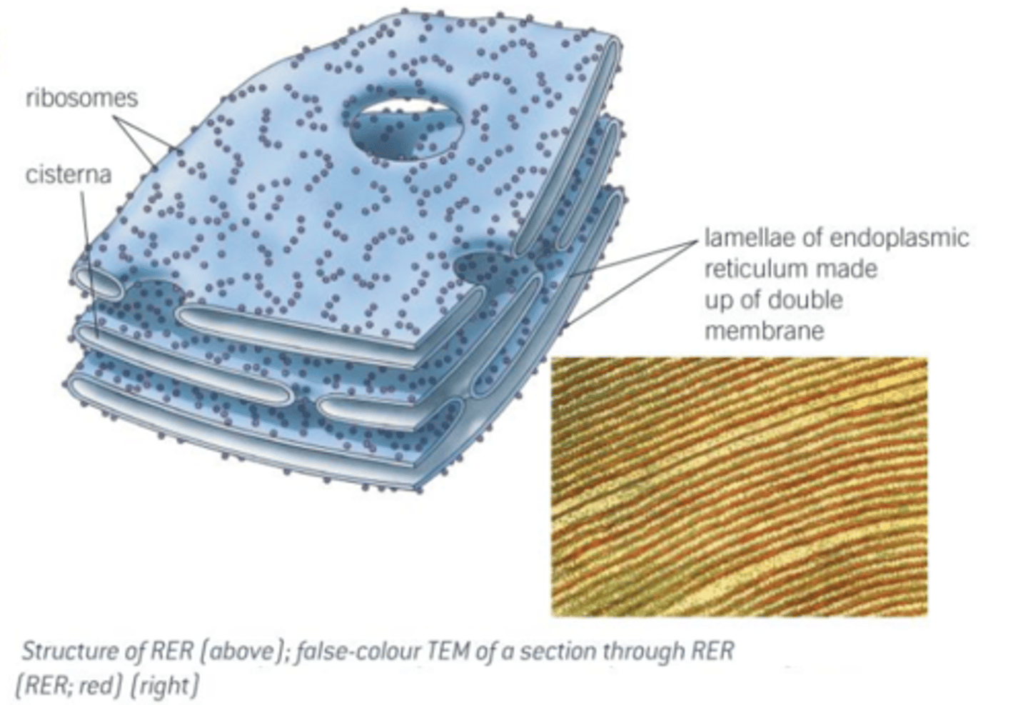 <p><strong><span style="text-decoration:underline">Description:</span></strong></p><p>Elaborate, three-dimensional system of sheet-like membranes; spread throughout cytoplasm of cells; continuous with outer nuclear membrane; membranes enclose network of tubules and flattened sacs called cristernae; cells that manufacture/store large quantities of carbohydrates/proteins/lipids have a very extensive ER (e.g. liver and secretory cells such as epithelial cells which line the intestine); there are two types of ER:</p><p>1) <span style="text-decoration:underline">Rough endoplasmic retiuclum (RER):</span></p><p>- Has ribosomes present on outer surface of membranes.</p><p>- Provides large surface area for synthesis of proteins &amp; glycoproteins.</p><p>- Provides pathway for transport of materials (especially proteins) throughout cell.</p><p>2) <span style="text-decoration:underline">Smooth endoplasmic reticulum (SER):</span></p><p>- Lacks ribosomes on surface.</p><p>- Often more tubular in apperance.</p><p>- Synthesises/stores/transports lipids and carbohydrates.</p>