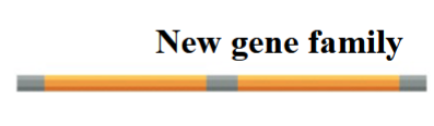 <p>new gene family</p>