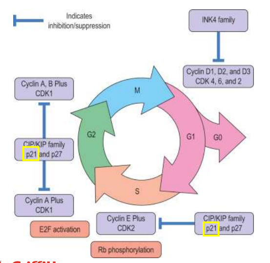 <p>Ras and Myc proto-oncogenes infuse D and E type cyclins</p><p>these cyclins complex with cyclin-dependent kinases (CDKs) and promote S phase entry/ transition (checkpoint progression), after which cell-cycle progression is GF independent</p>